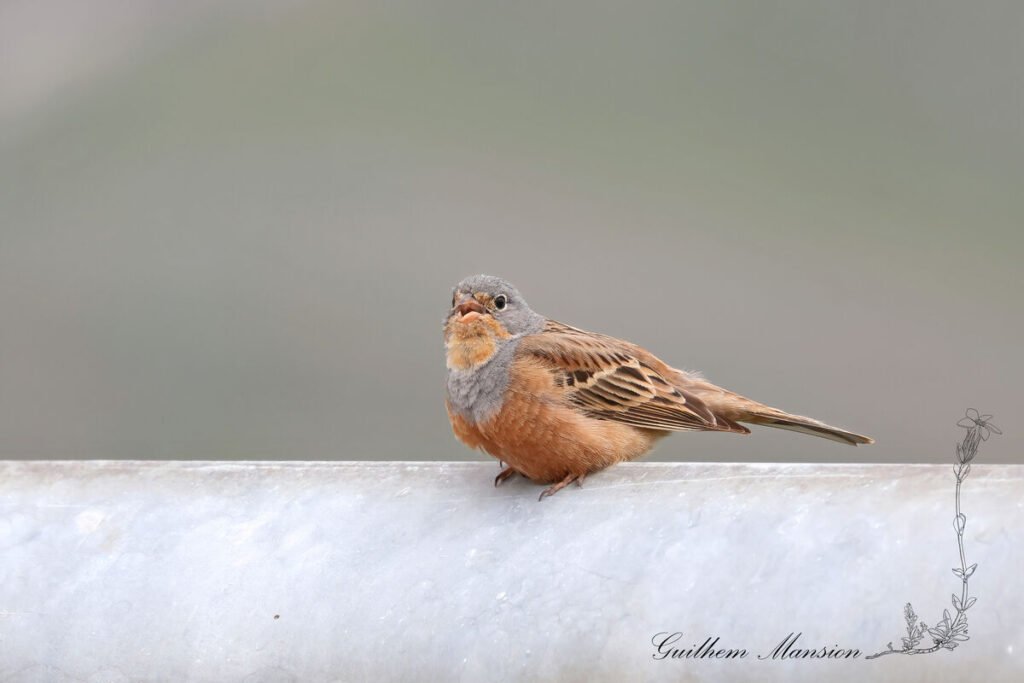Emberiza caesia - Bruant cendrillard [Emberizidae]