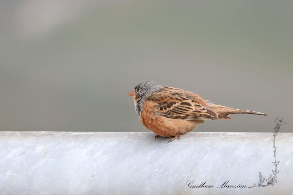 Emberiza caesia - Bruant cendrillard [Emberizidae]