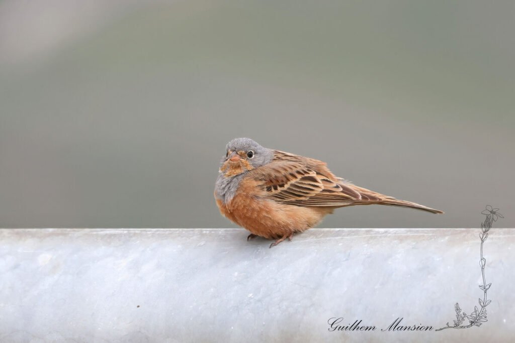 Emberiza caesia - Bruant cendrillard [Emberizidae]