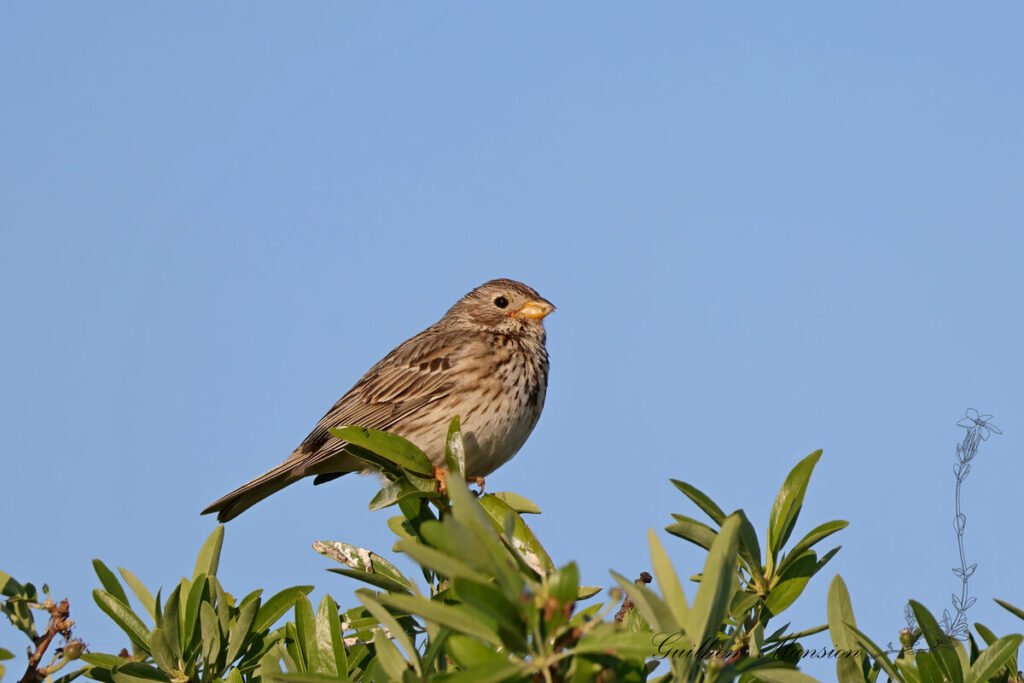 Emberiza calandra - Bruant proyer [Emberizidae]