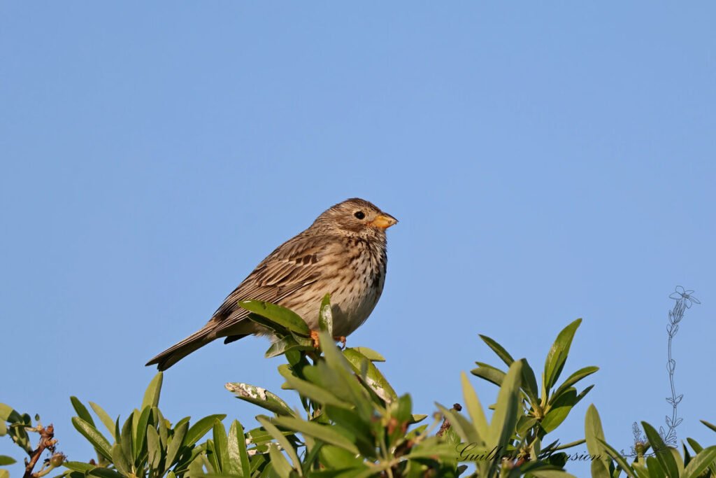 Emberiza calandra - Bruant proyer [Emberizidae]
