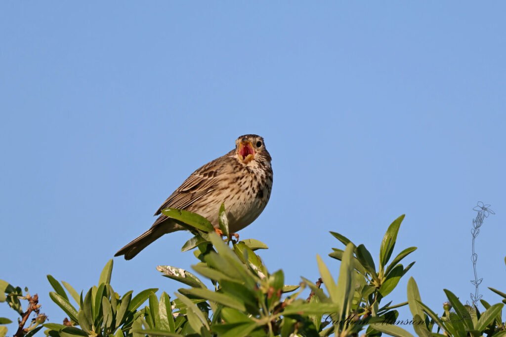 Emberiza calandra - Bruant proyer [Emberizidae]