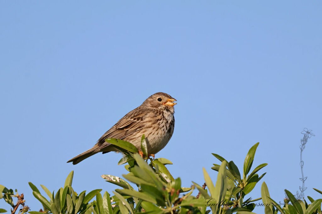 Emberiza calandra - Bruant proyer [Emberizidae]
