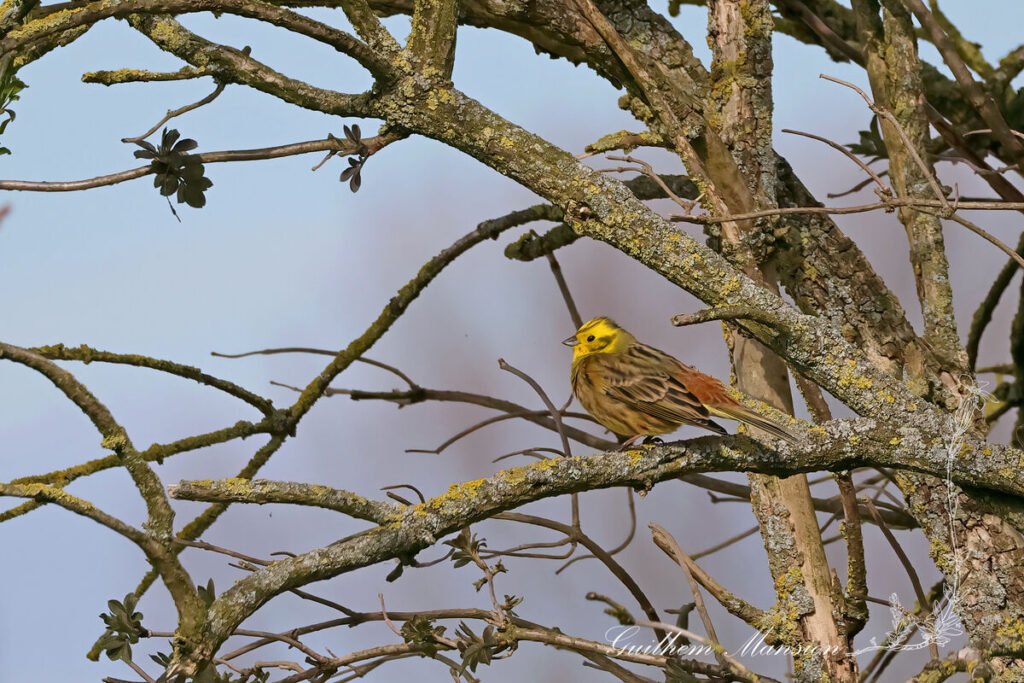 Emberiza citrinella - Bruant jaune [Emberizidae]