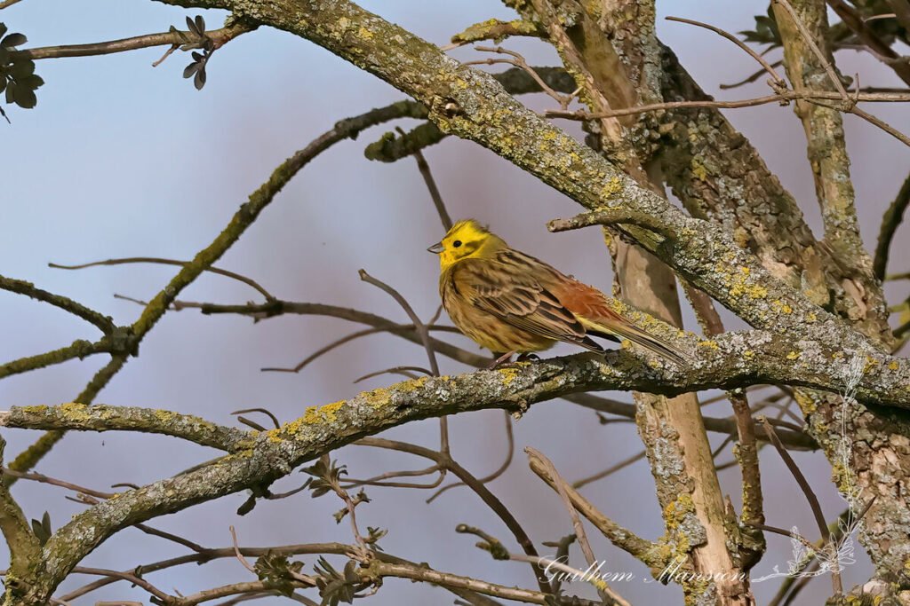 Emberiza citrinella - Bruant jaune [Emberizidae]
