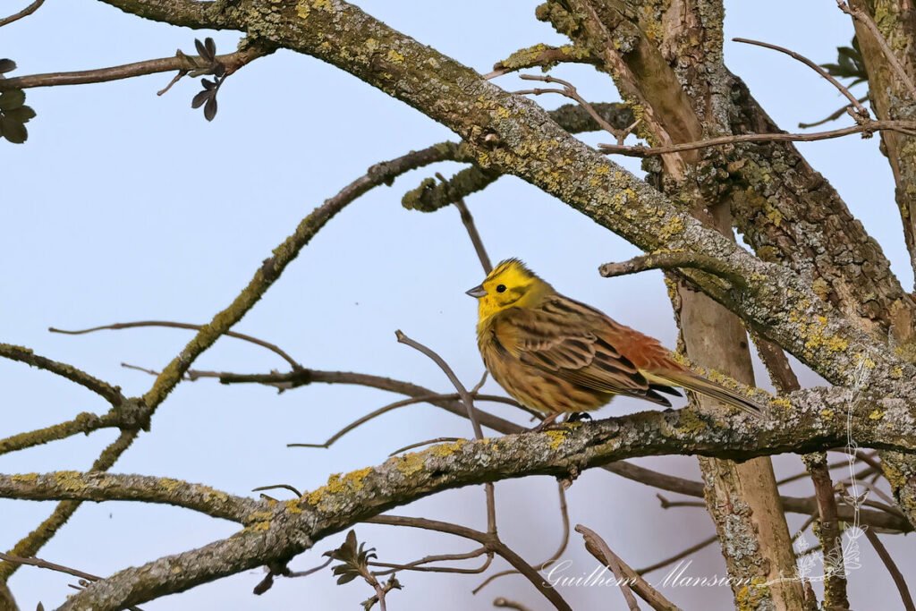Emberiza citrinella - Bruant jaune [Emberizidae]