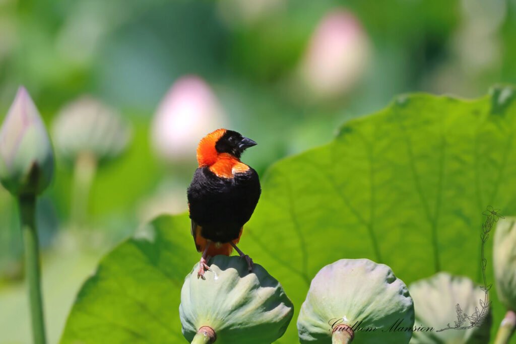 Euplectes orix - Euplecte ignicolore [Ploceidae]