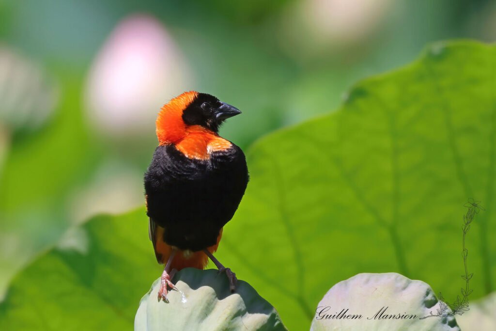 Euplectes orix - Euplecte ignicolore [Ploceidae]