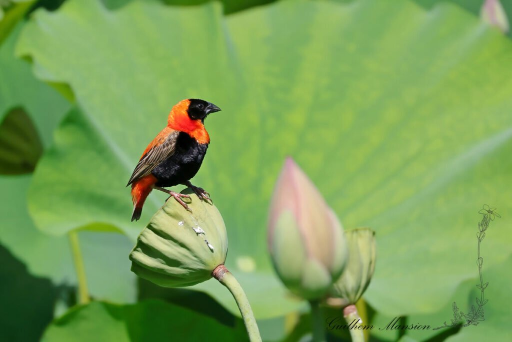 Euplectes orix - Euplecte ignicolore [Ploceidae]