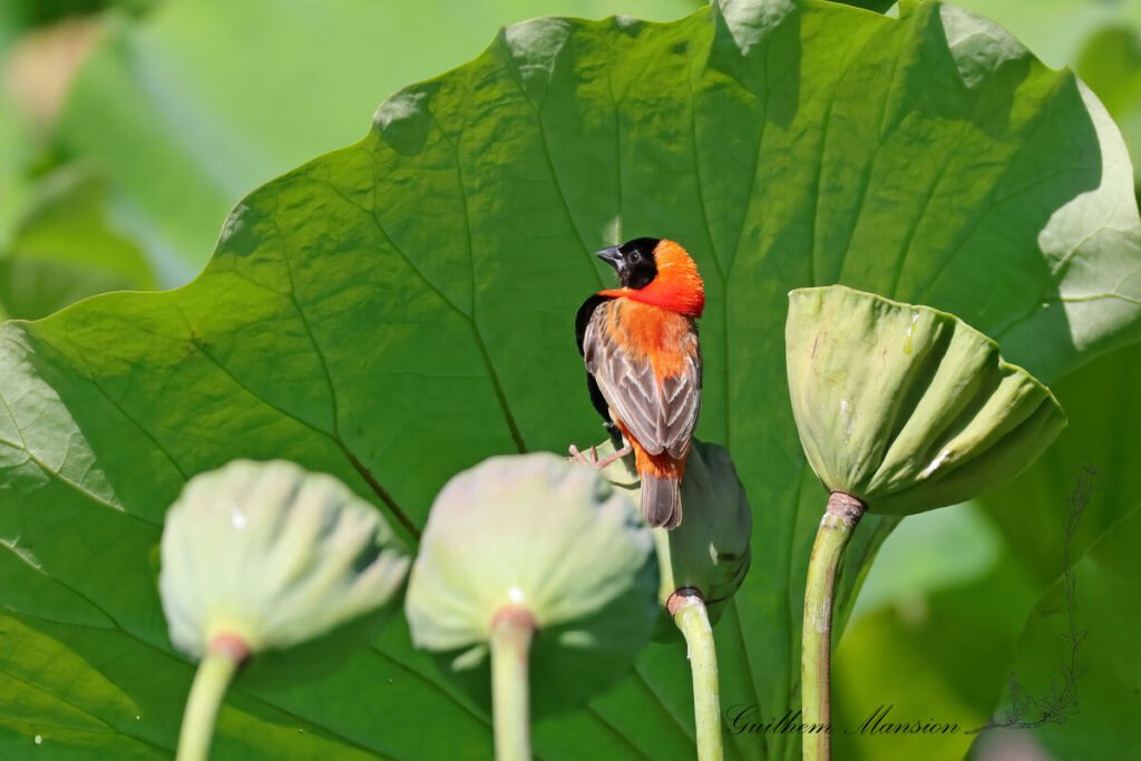 Euplectes orix - Euplecte ignicolore [Ploceidae]