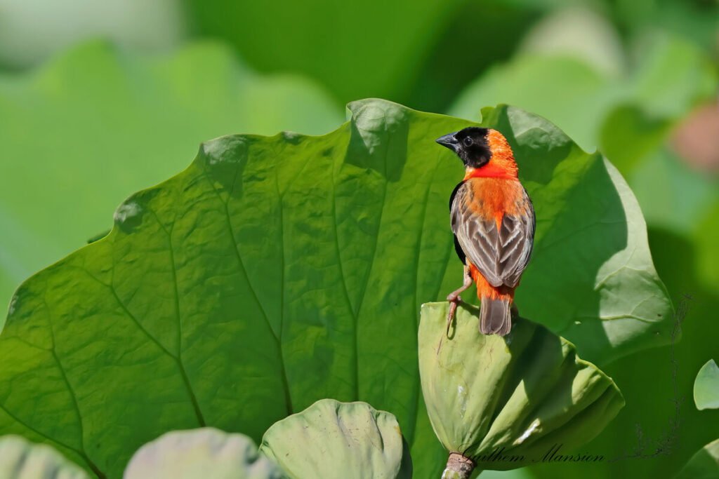 Euplectes orix - Euplecte ignicolore [Ploceidae]