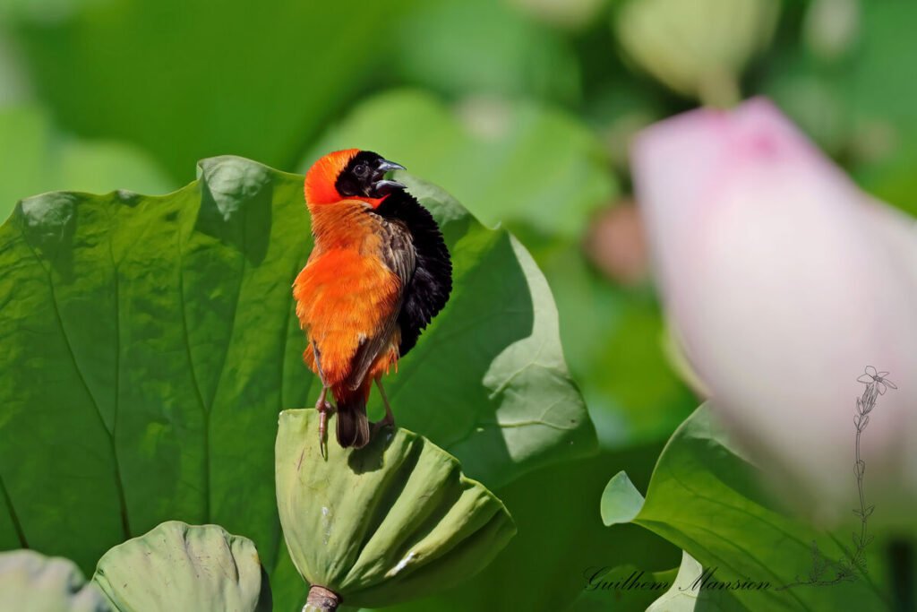 Euplectes orix - Euplecte ignicolore [Ploceidae]