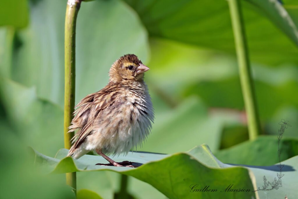 Euplectes orix - Euplecte ignicolore [Ploceidae]