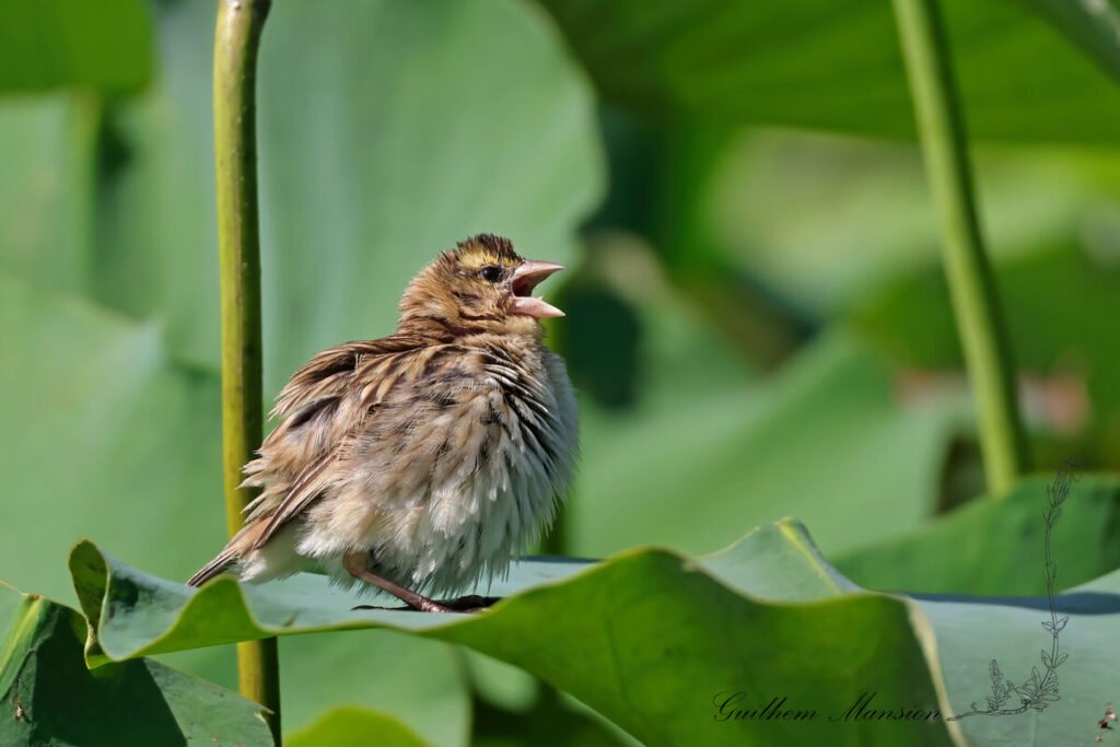 Euplectes orix - Euplecte ignicolore [Ploceidae]