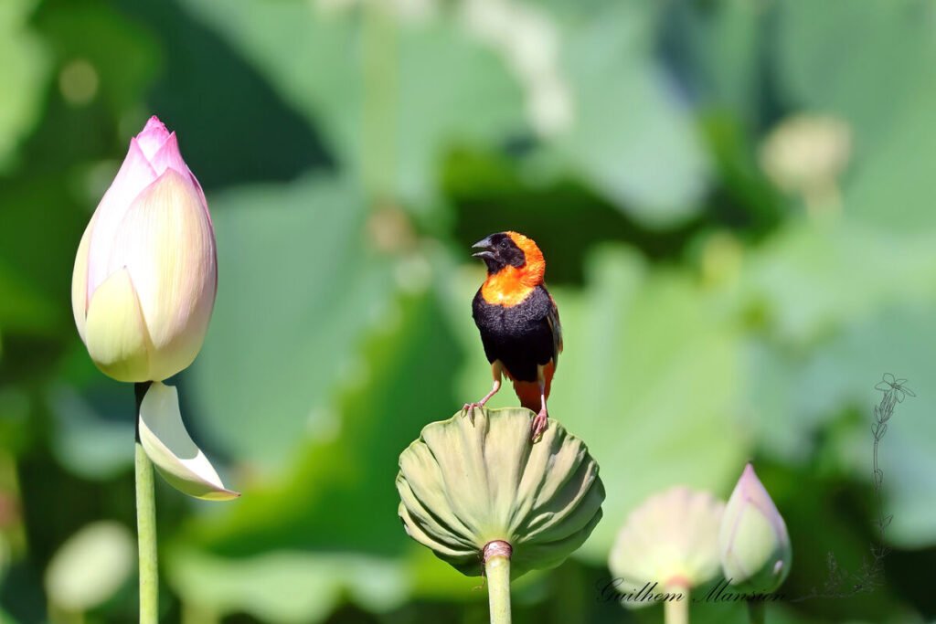 Euplectes orix - Euplecte ignicolore [Ploceidae]