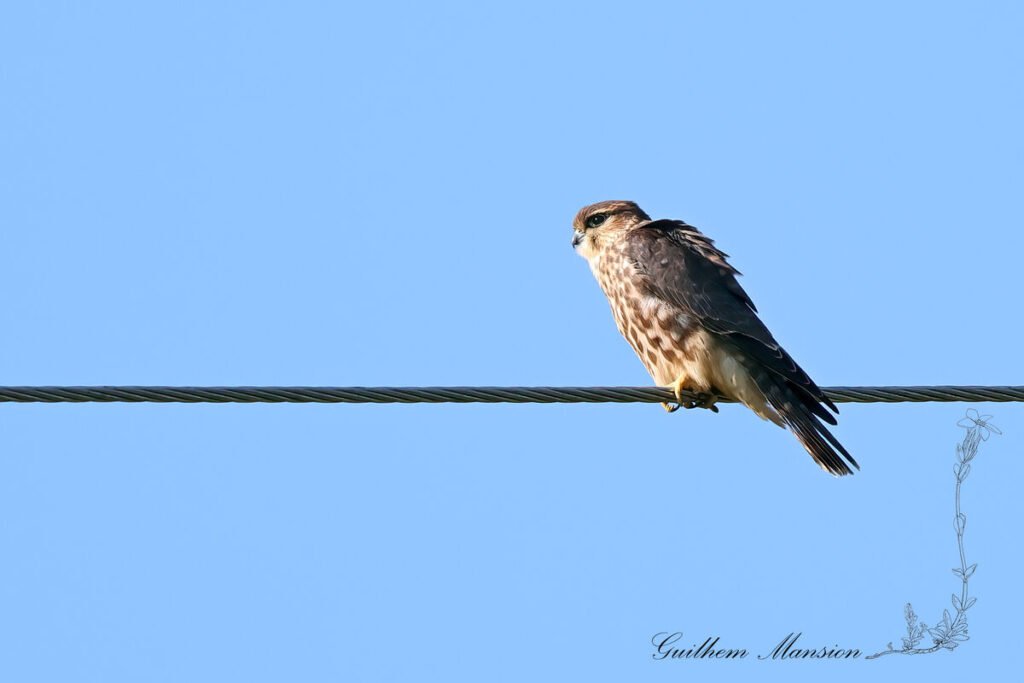 Falco columbarius - Faucon émerillon [Falconidae]