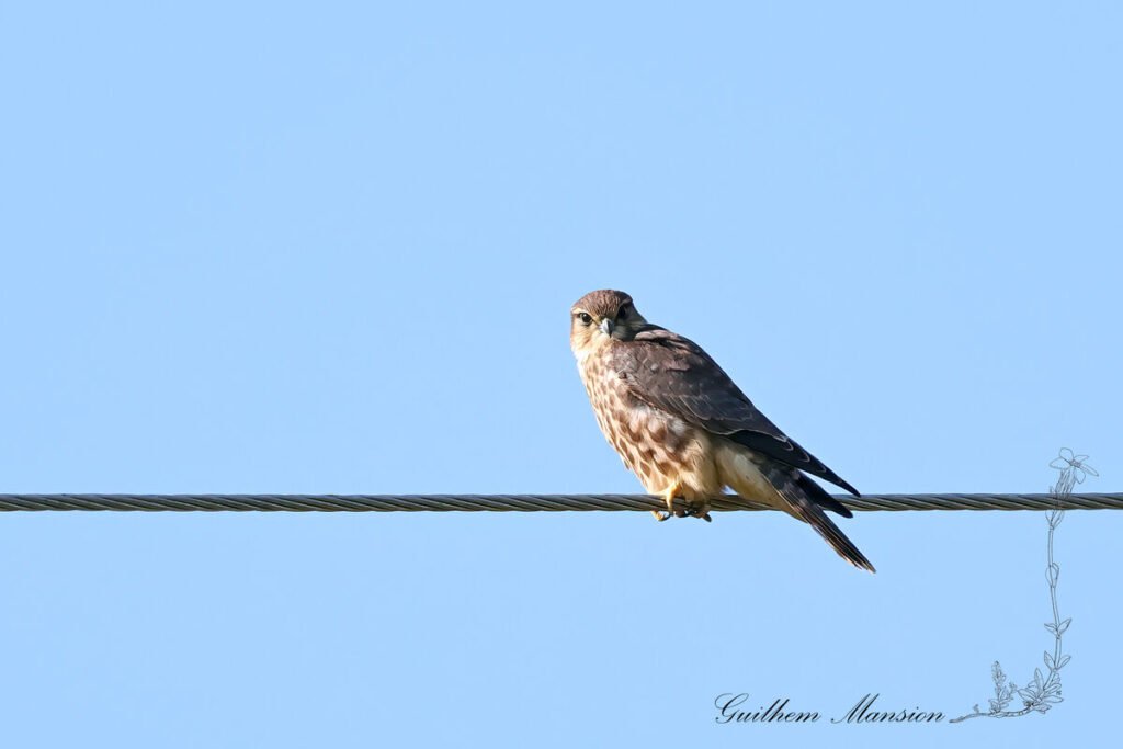 Falco columbarius - Faucon émerillon [Falconidae]