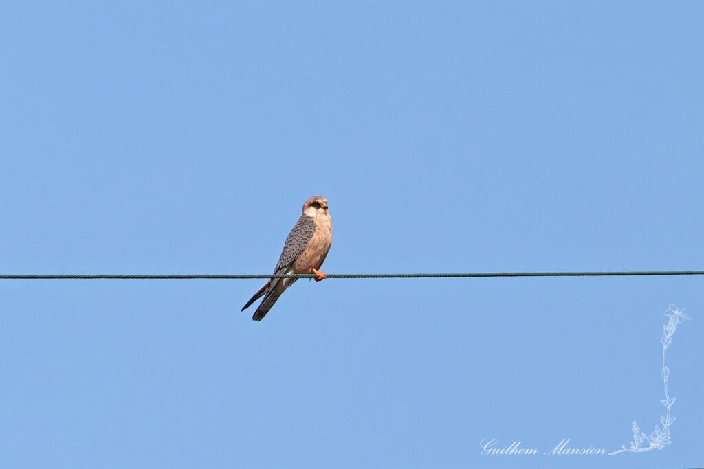 Falco vespertinus - Faucon kobez [Falconidae]