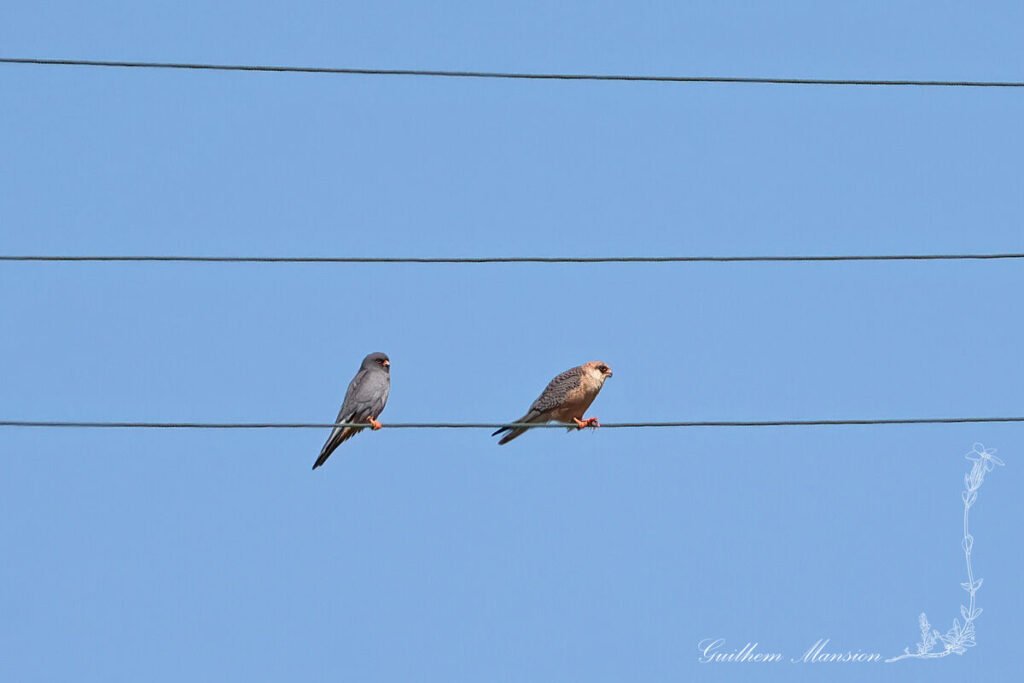 Falco vespertinus - Faucon kobez [Falconidae]