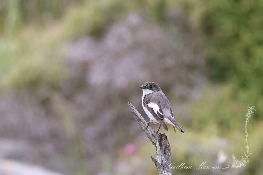 Ficedula hypoleuca - Gobemouche noir [Muscicapidae]