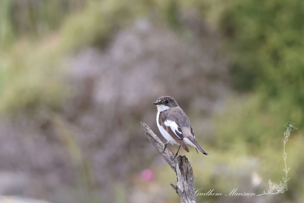 Ficedula hypoleuca - Gobemouche noir [Muscicapidae]