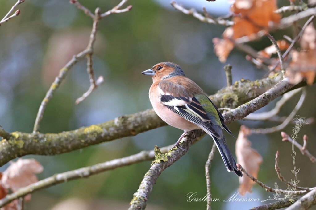 Fringilla coelebs - Pinson des arbres [Fringillidae]