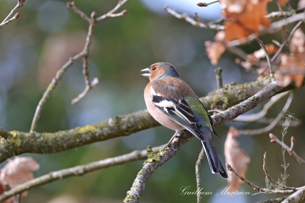 Fringilla coelebs - Pinson des arbres [Fringillidae]
