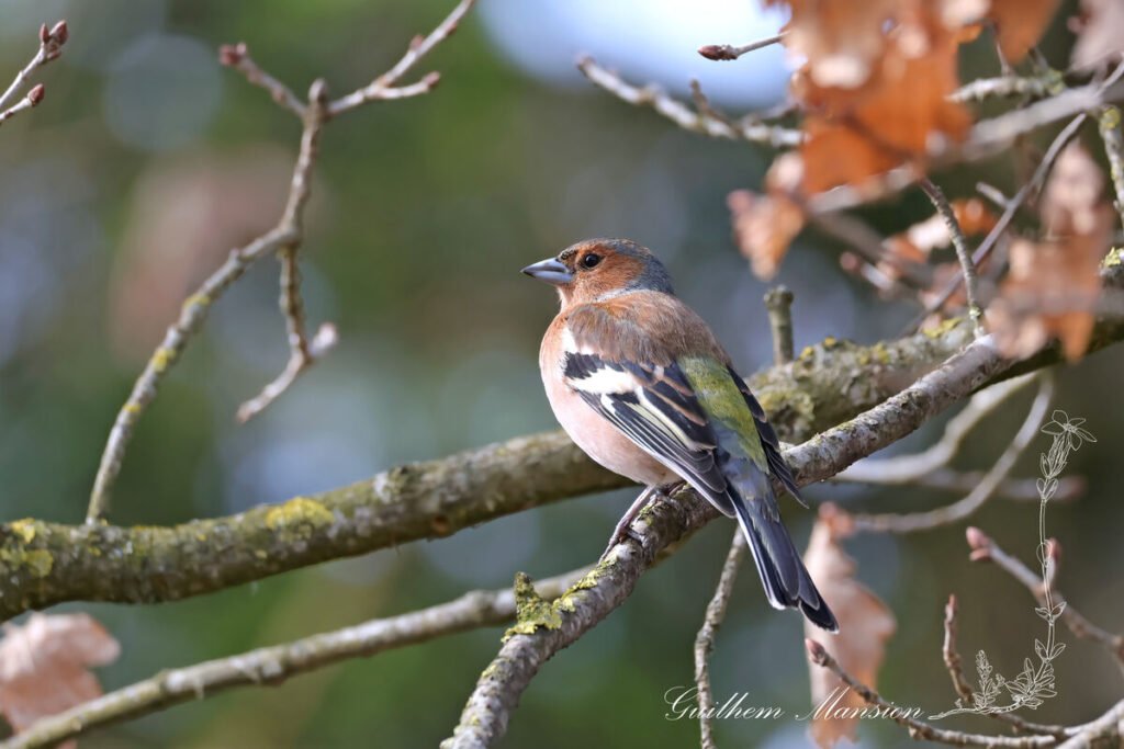 Fringilla coelebs - Pinson des arbres [Fringillidae]