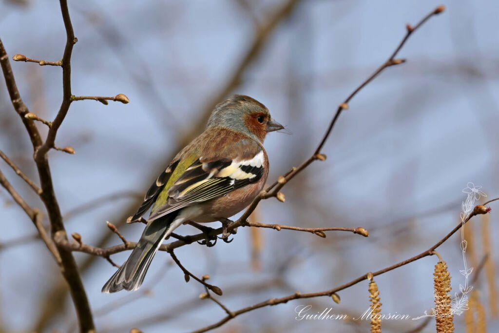 Fringilla coelebs - Pinson des arbres [Fringillidae]