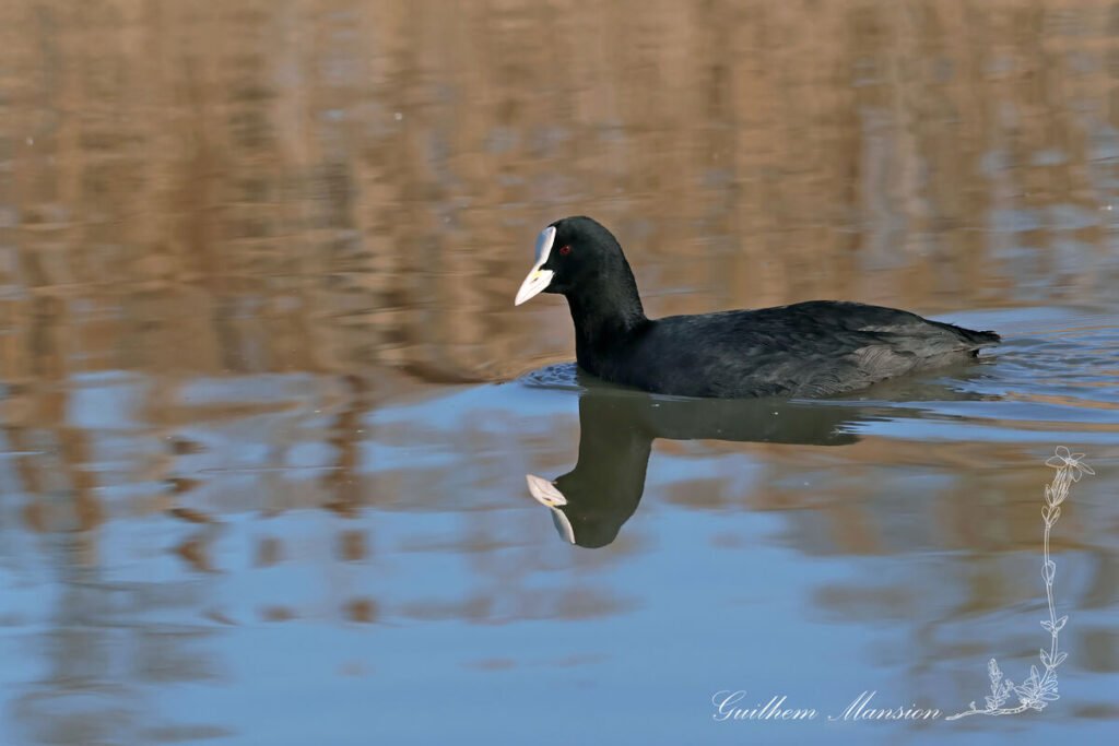 Fulica atra - Foulque macroule [Rallidae]