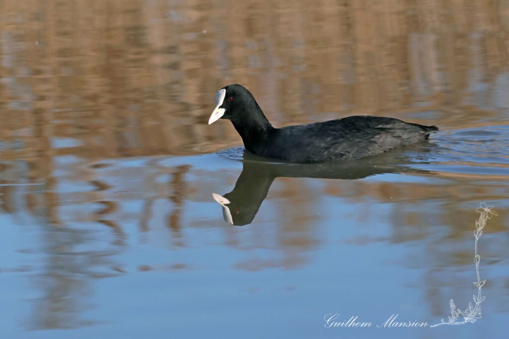 Fulica atra - Foulque macroule [Rallidae]