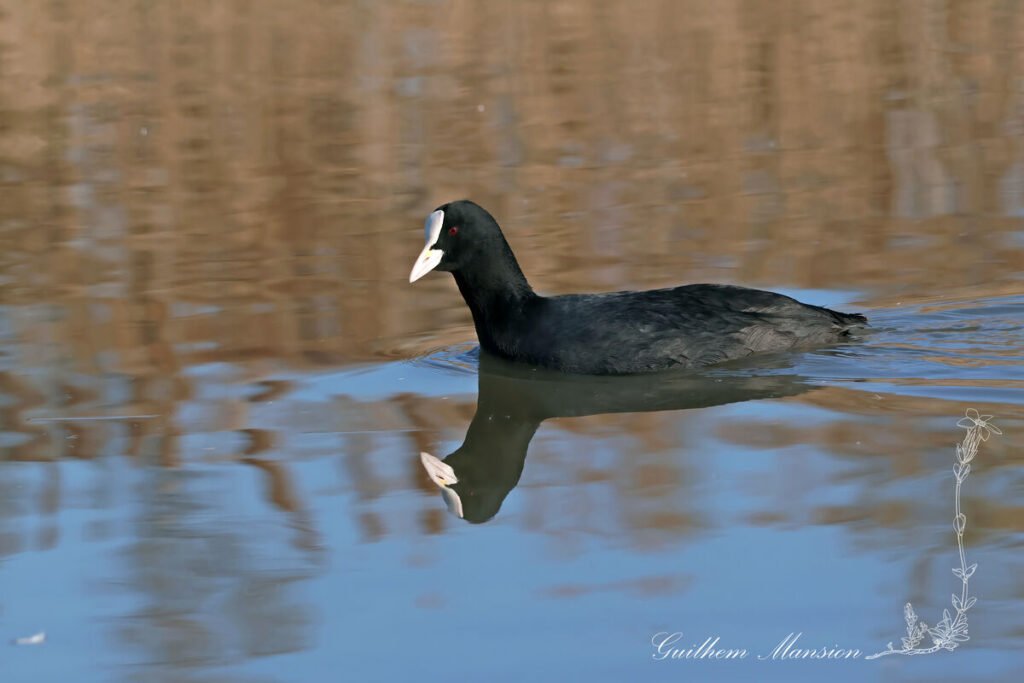 Fulica atra - Foulque macroule [Rallidae]