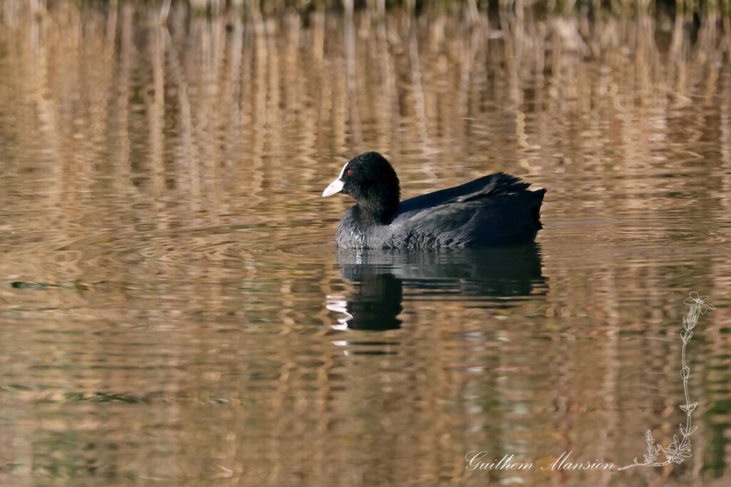 Fulica atra - Foulque macroule [Rallidae]