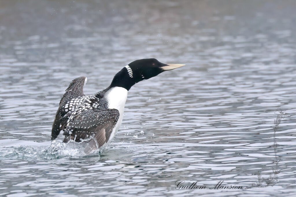Gavia adamsii - Plongeon à bec blanc [Gaviidae]