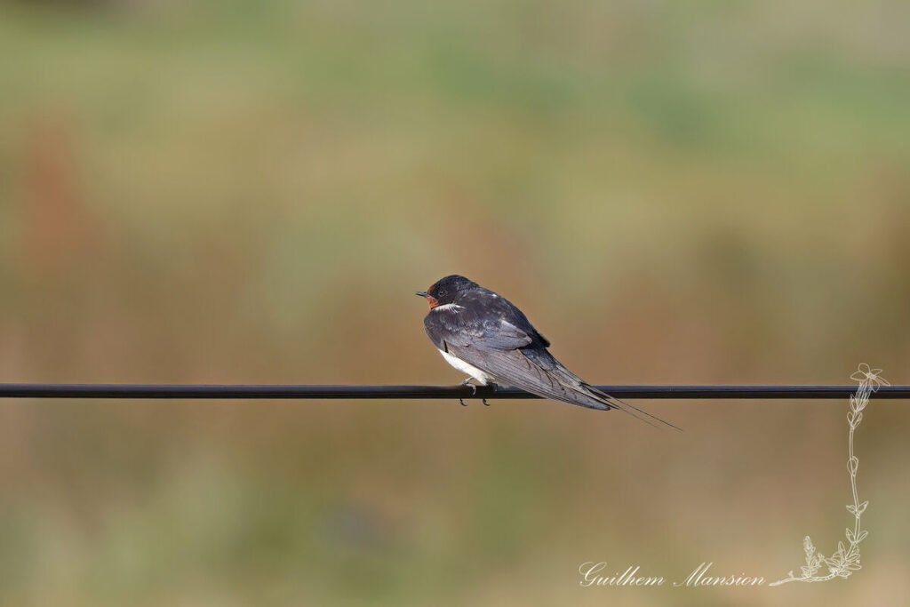 Hirundo rustica - Hirondelle rustique [Hirundinidae]