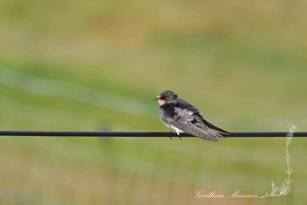 Hirundo rustica - Hirondelle rustique [Hirundinidae]