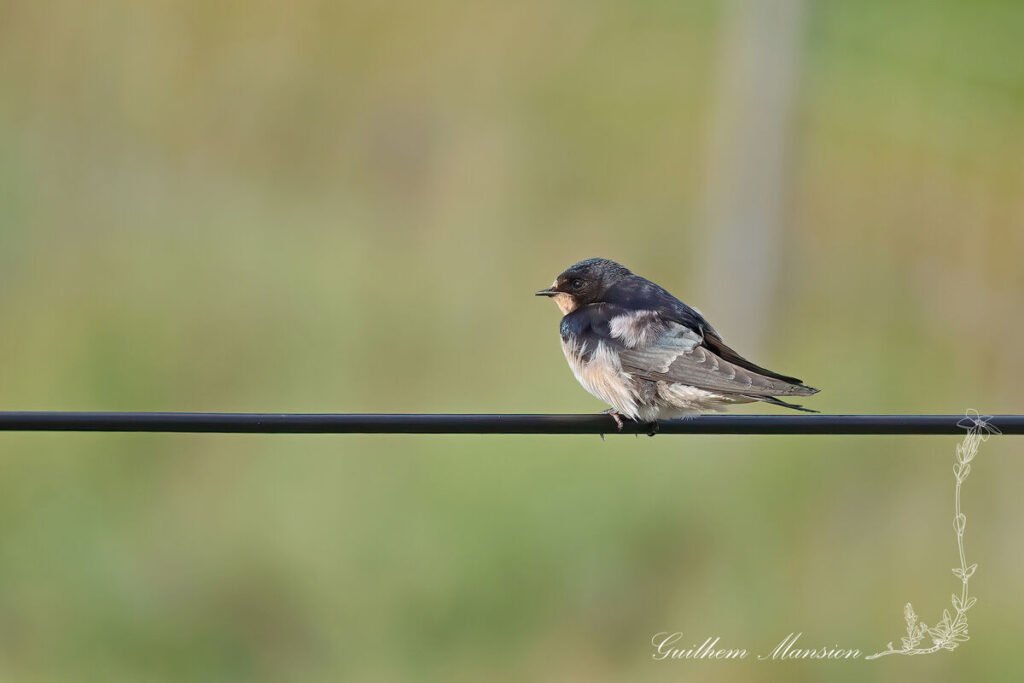 Hirundo rustica - Hirondelle rustique [Hirundinidae]