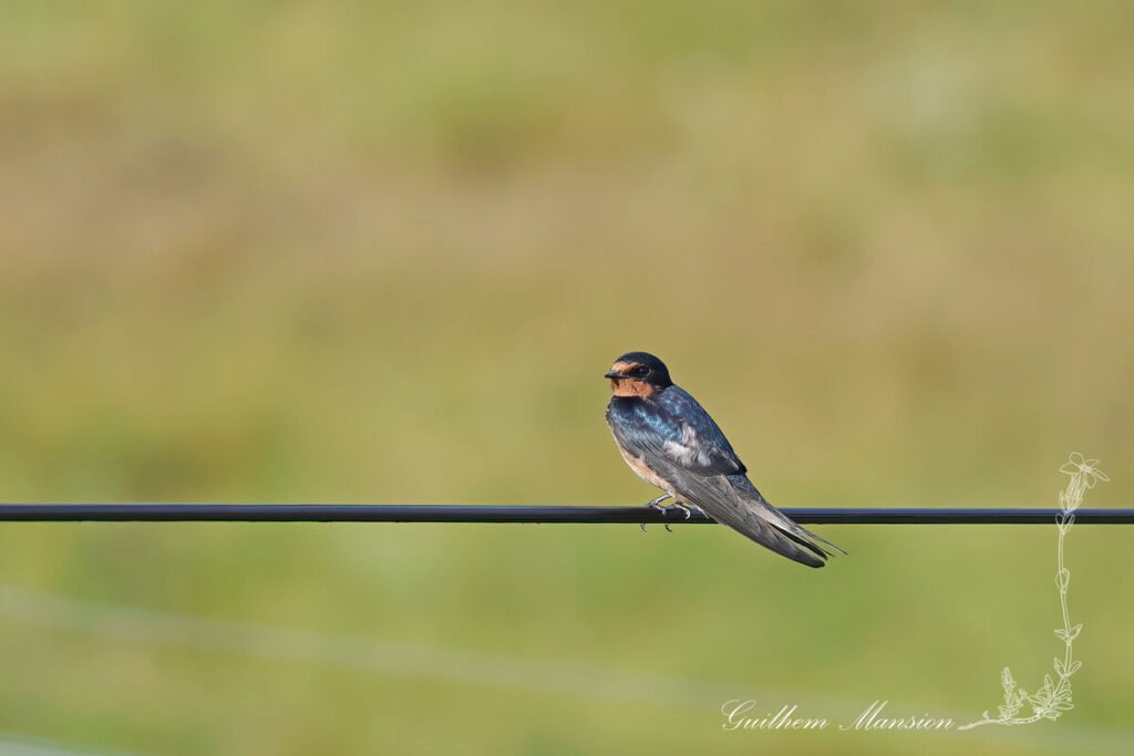 Hirundo rustica - Hirondelle rustique [Hirundinidae]