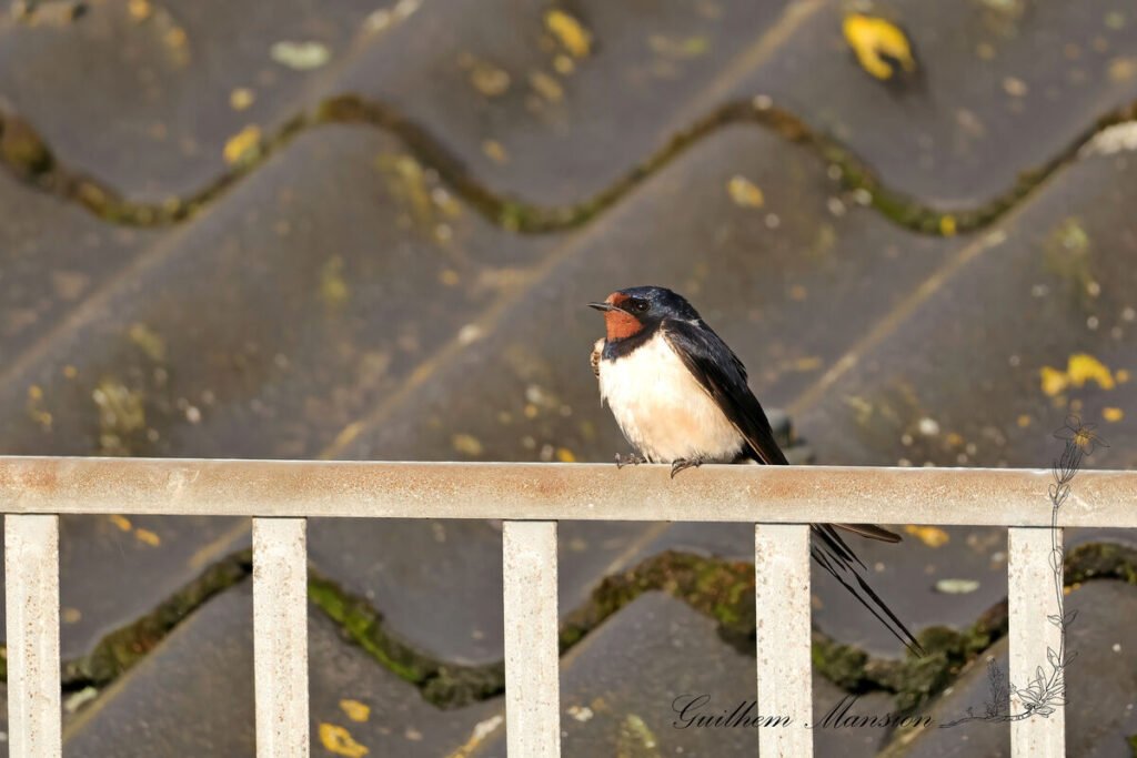 Hirundo rustica - Hirondelle rustique [Hirundinidae]