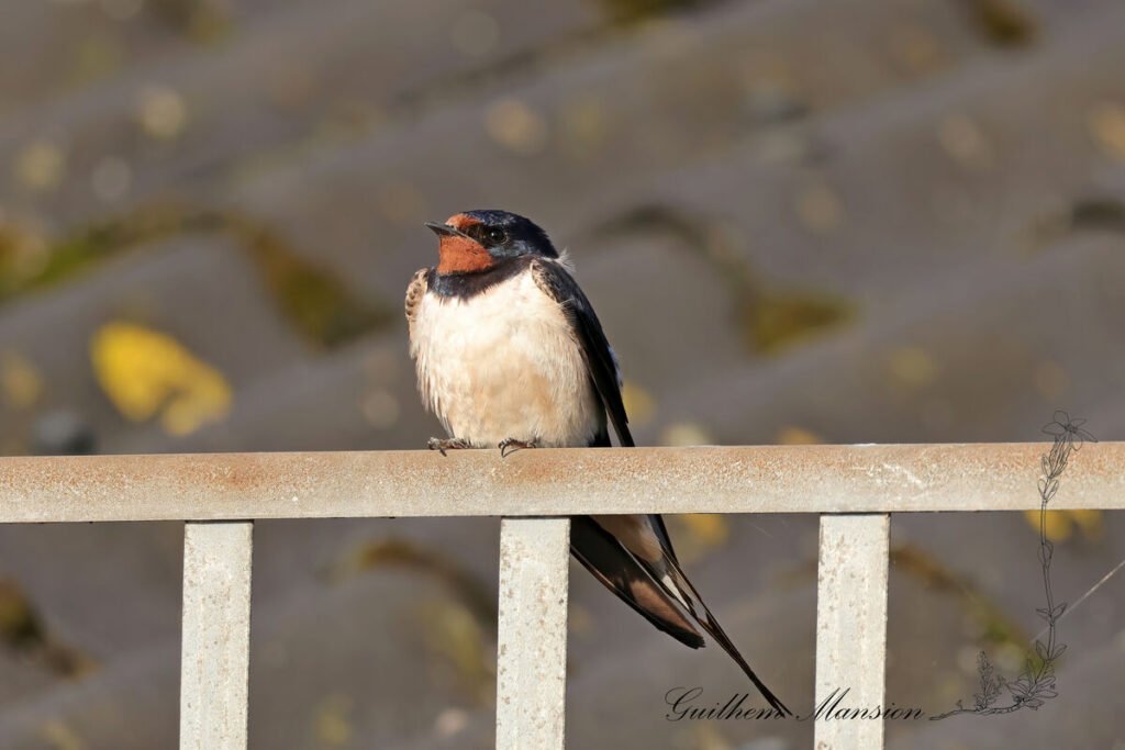 Hirundo rustica - Hirondelle rustique [Hirundinidae]