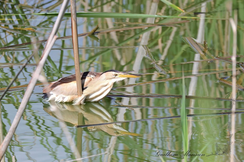Ixobrychus minutus - Blongios nain [Ardeidae]