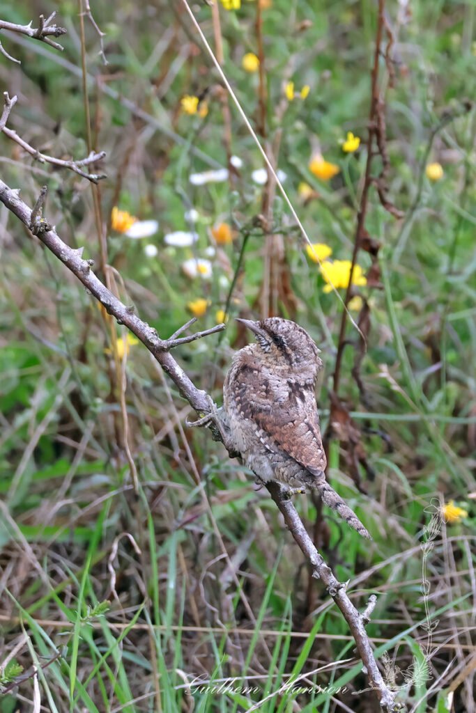 Jynx torquilla - Torcol fourmilier [Picidae]