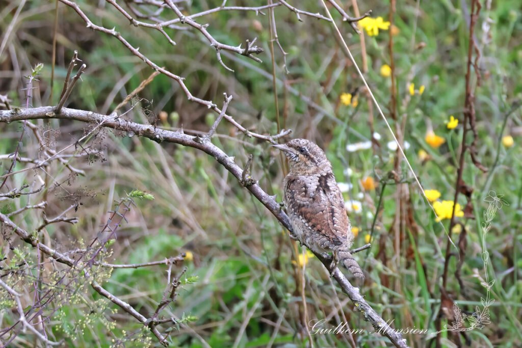 Jynx torquilla - Torcol fourmilier [Picidae]