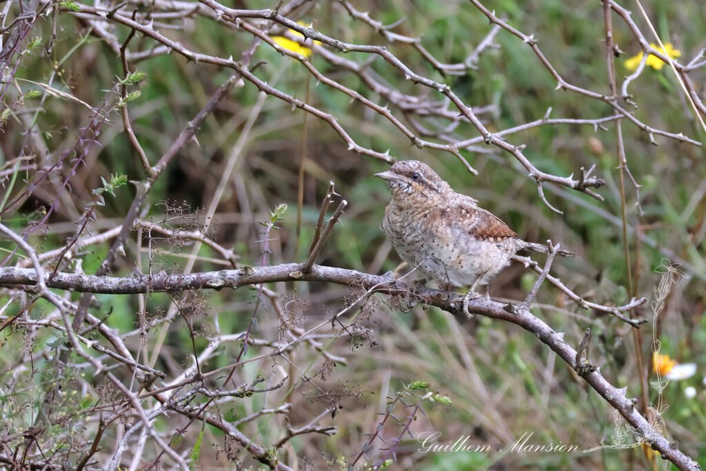 Jynx torquilla - Torcol fourmilier [Picidae]