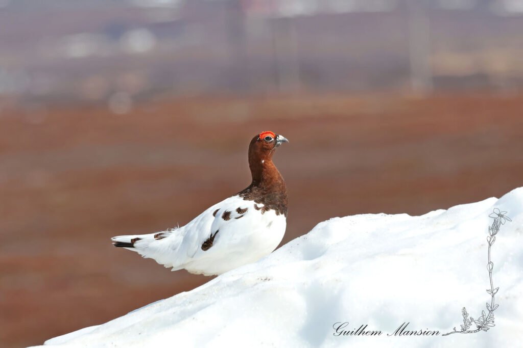 Lagopus lagopus - Lagopède des saules [Phasianidae]