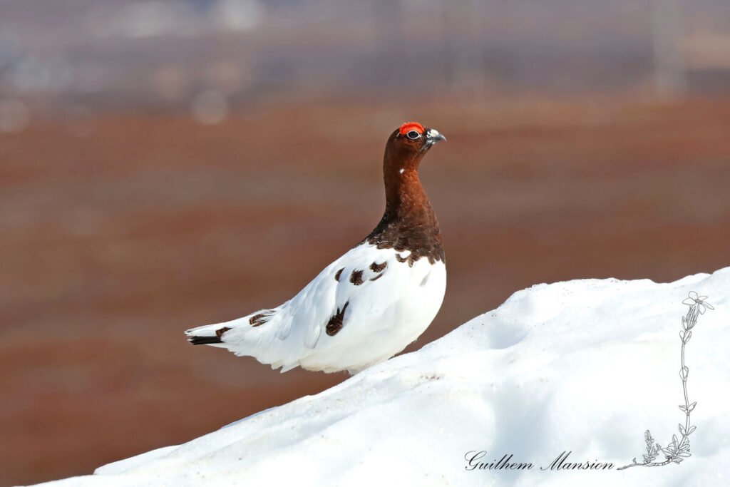 Lagopus lagopus - Lagopède des saules [Phasianidae]