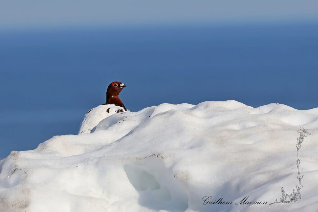 Lagopus lagopus - Lagopède des saules [Phasianidae]