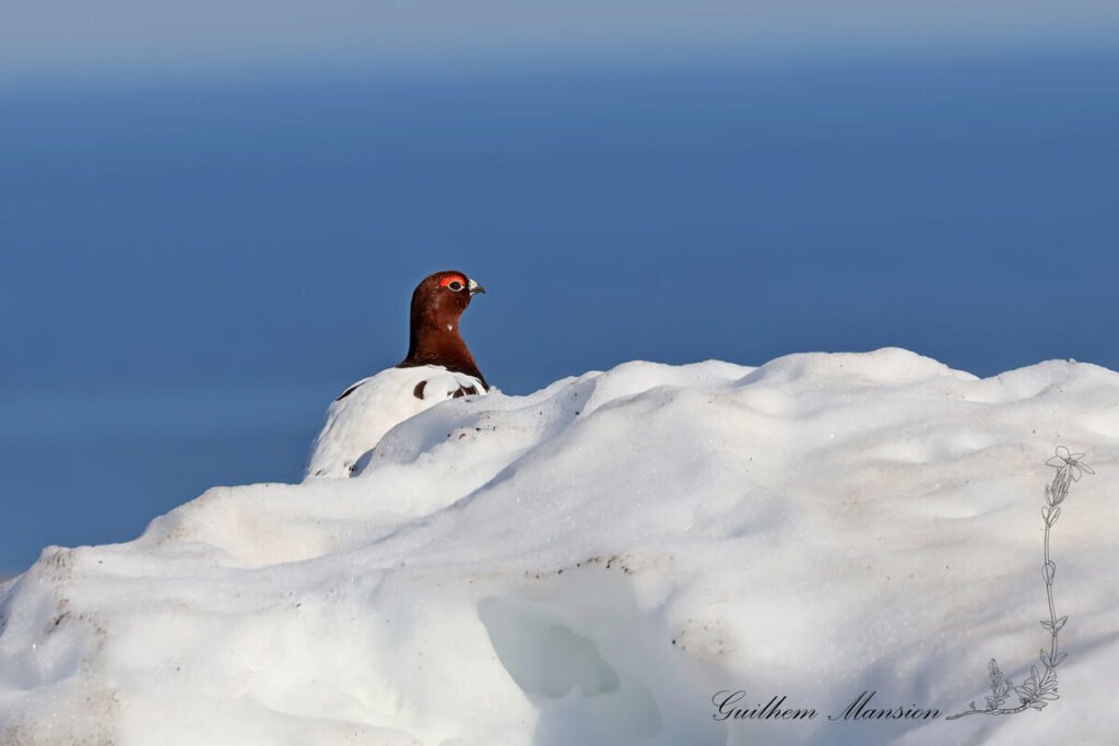 Lagopus lagopus - Lagopède des saules [Phasianidae]