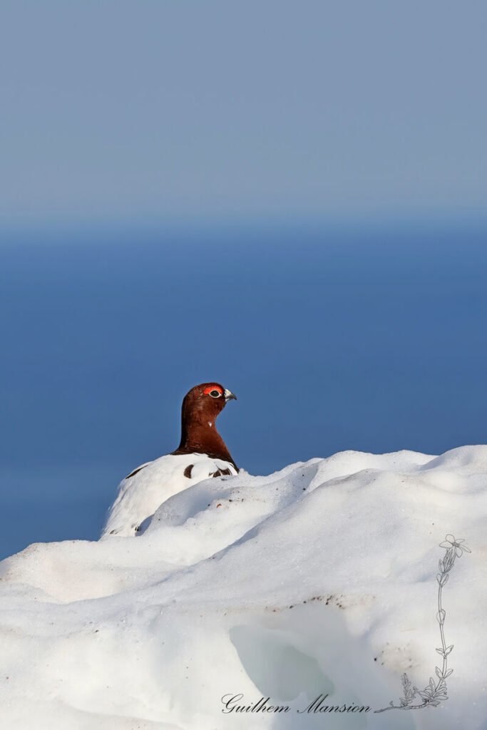 Lagopus lagopus - Lagopède des saules [Phasianidae]