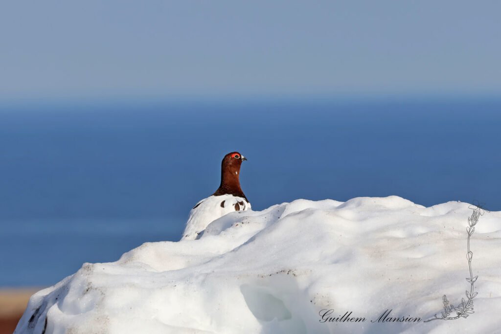 Lagopus lagopus - Lagopède des saules [Phasianidae]
